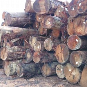 Logging to timber Jetti